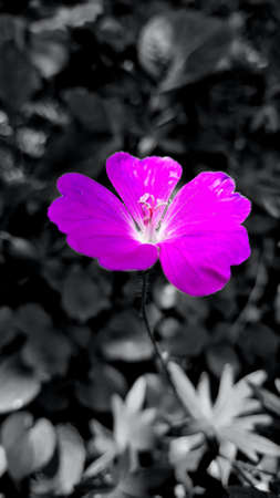 beautiful flower in the black background