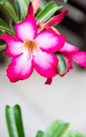 desert rose flowerの写真素材