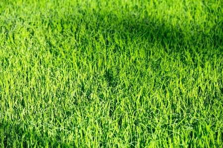 background, blur, closeup, color, depth, field, flora, focusの写真素材