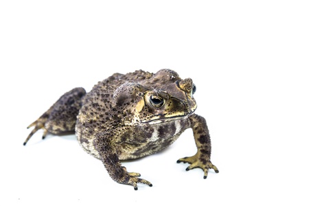 Toadの写真素材
