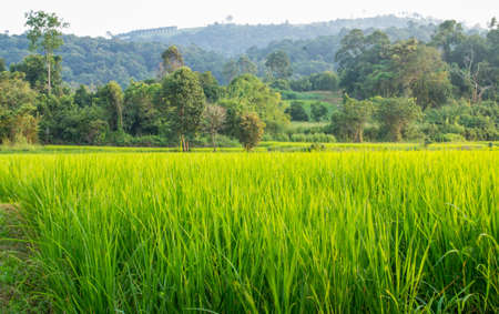 Berms and lush rice fieldsの写真素材