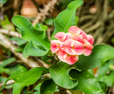 Crown of thorns flowers : Euphorbia milli Desmoulの写真素材