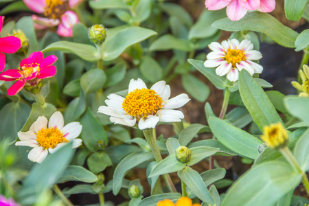 three white flowerの写真素材
