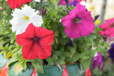 beautiful flowerの写真素材