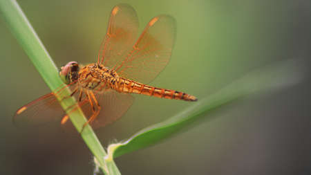dragon fly in spring in thailandの写真素材