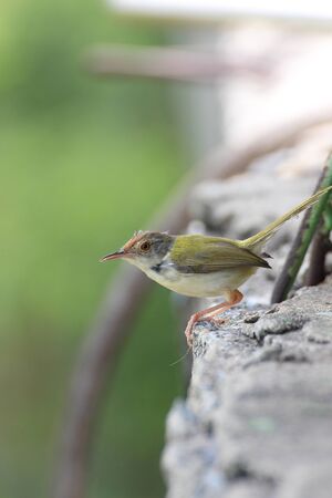 Small bird on top a wall (Phylloscopidae bird)の写真素材