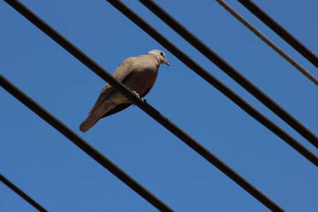 Dove on electrical line in thailandの写真素材