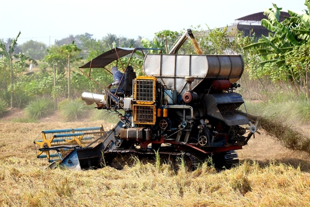 Harvest Time In Thailandの写真素材