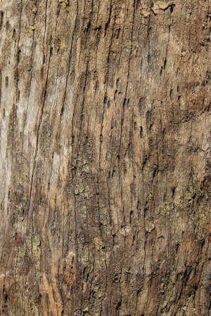 Old, cracked wood background, high resolution
