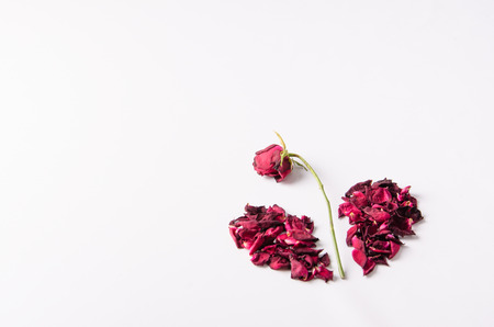 Dried rose petal, broken heart.の写真素材