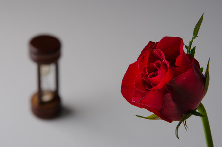 Time of life with rosesの写真素材