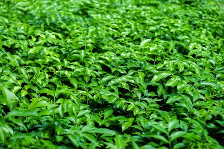 Green leaf backgroundの写真素材