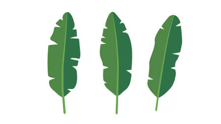 Vector set tropical leaves palm summer exotic jungle green leaf illustration. Tropical plant botanical Hawaii nature decoration floral green leaves. Flower tropic beach monstera tree.のイラスト素材