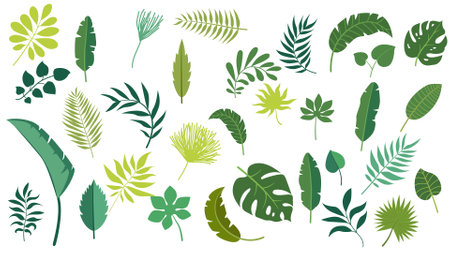 Vector set tropical leaves palm summer exotic jungle green leaf illustration. Tropical plant botanical Hawaii nature decoration floral green leaves. Flower tropic beach monstera tree.のイラスト素材