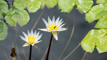White lotus and beeの写真素材