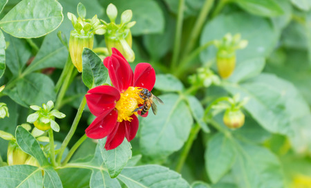 flower and insectの写真素材