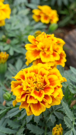 marigolds flowers in the gardenの写真素材