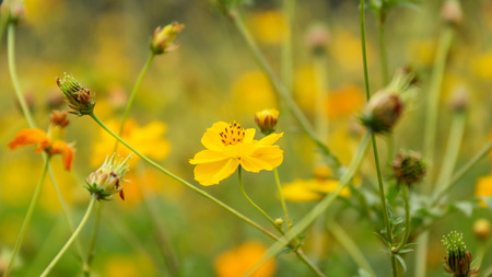 yellow flower of Cosmos or Mexican aster (Cosmos sulphureus)の写真素材