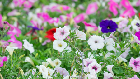 mix petunia flowers in the garden for background usesの写真素材