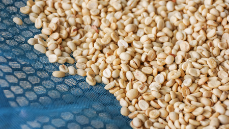 Coffee beans dried in the sun.の写真素材