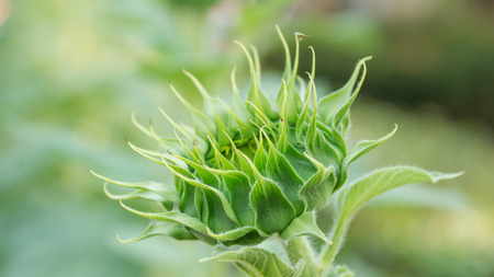 Close-up of the green bud of a sunflower.の写真素材