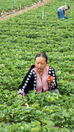 Khao Kho district, Phetchabun Province, Thailand - FEB 13 : Hill tribe woman is picking strawberry at field on February 13, 2015 on a strawberry garden at Khao Kho, Phetchabun, Thailand.のeditorial素材