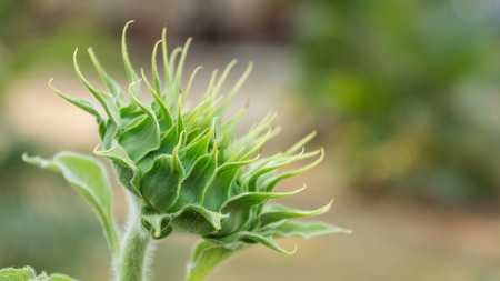 Close-up of the green bud of a sunflower.の写真素材