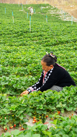 Khao Kho district, Phetchabun Province, Thailand - FEB 13 : Hill tribe woman is picking strawberry at field on February 13, 2015 on a strawberry garden at Khao Kho, Phetchabun, Thailand.のeditorial素材