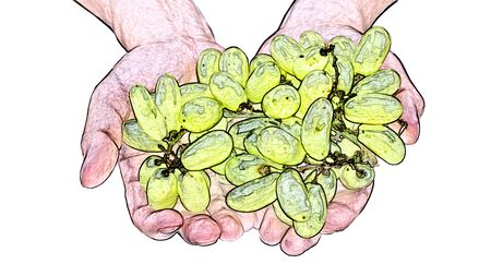 Handfuls of grapes isolated on white background, colored pencil effect.の写真素材