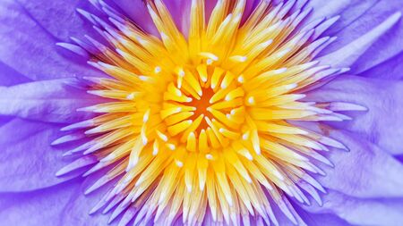 Close up of violet water lilyの写真素材