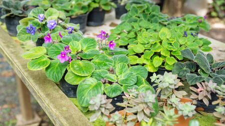 Gardening plants plantlet green nature.の写真素材