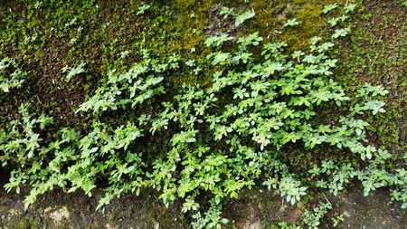 Mos on Stone and the little plant