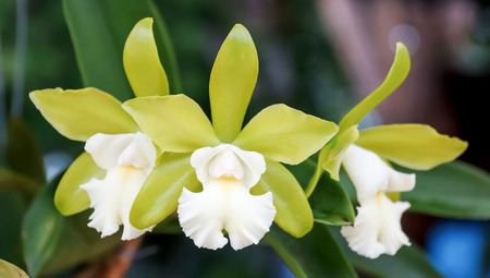 White orchid in the gardenの写真素材