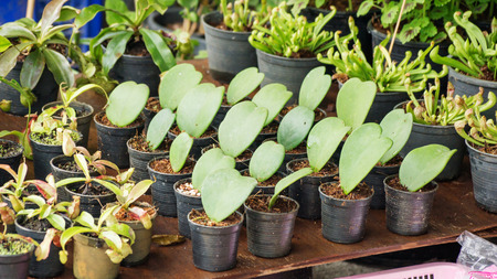 Cactus collection in small flower pots.の写真素材