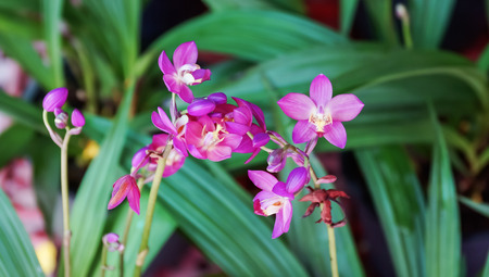 violet orchid in the gardenの写真素材