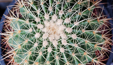 Close up of globe shaped cactus with long thorns