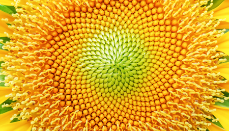 Closeup of yellow beautiful sunflowerの写真素材