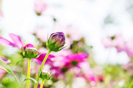 Cosmos flowers in the garden