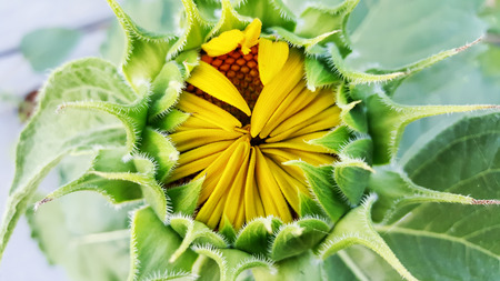 Close-up of the green bud of a sunflower.の写真素材