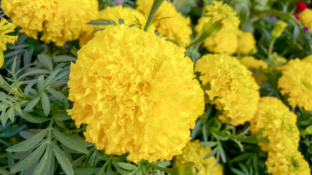 Yellow Marigolds Flower in the Gardenの写真素材