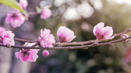 pink cherry blossom flowers sakura in the garden, Vintage color.の写真素材