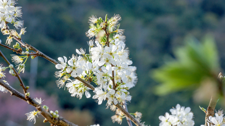 White Wild Himalayan Cherry in natureの写真素材