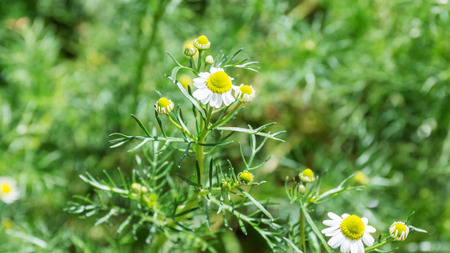 Flowering chamomile, medicinal plant in the garden.の写真素材