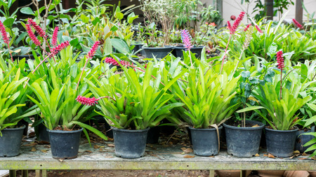 Gardening plants plantlet green nature.の写真素材