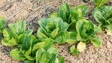 Cos lettuce in the vegetable garden.