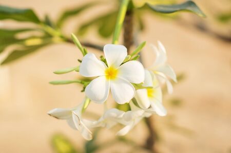 White plumeria flowers in the garden, soft focus.の写真素材