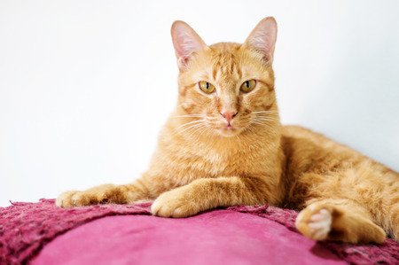 Lovely red cat, soft focus.の写真素材