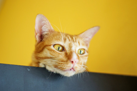Lovely red cat, soft focus.の写真素材