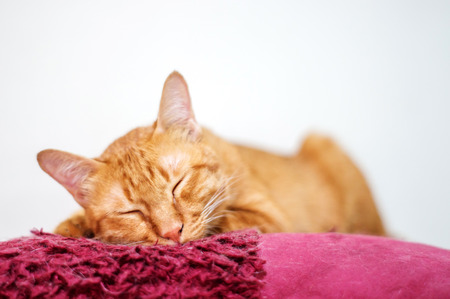 Lovely red cat, soft focus.の写真素材