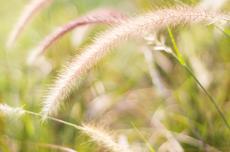 Poaceae grass flower for background, soft focus.の写真素材